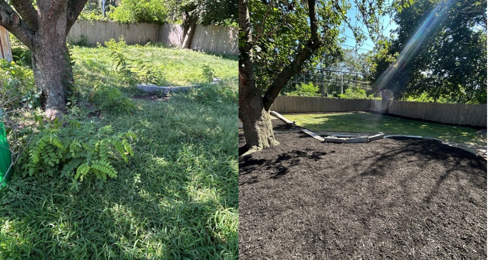 A weed-filled backyard turned into a clean mulched bed under a tree